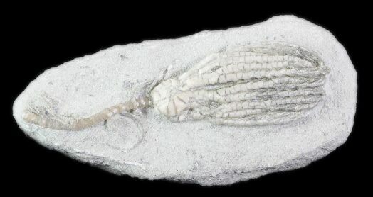 Cyathocrinus Crinoid Fossil - Crawfordsville, Indiana #78289
